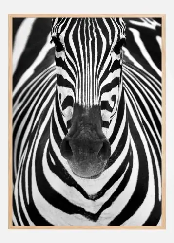 Zebra Poster (21x29.7 cm (A4)) Cel mai bun preț