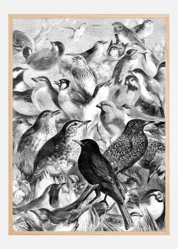 Birds Poster (21x29.7 cm (A4)) Expediere rapidă