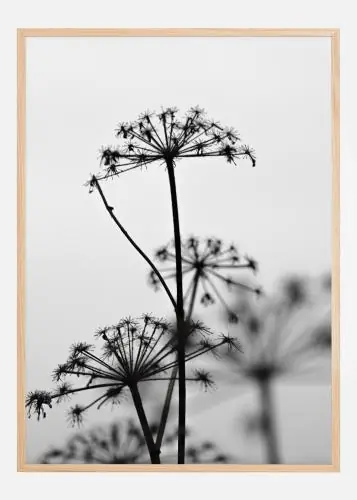 Black And White Flowers Poster (21x29.7 cm (A4)) Plată securizată